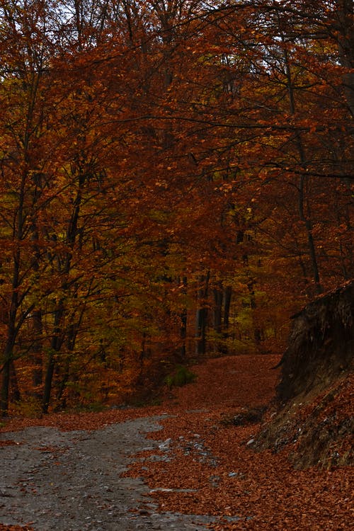 秋天的树木照片 · 免费素材图片