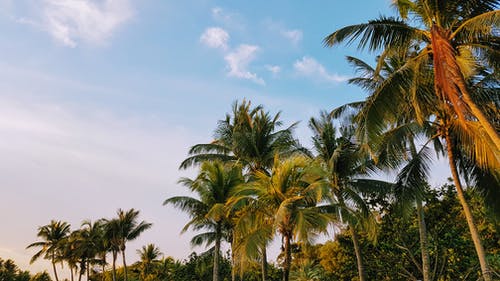 低角度拍摄的椰子树 · 免费素材图片