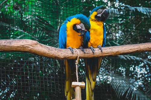 树枝上的两只橙色和蓝色金刚鹦鹉 · 免费素材图片