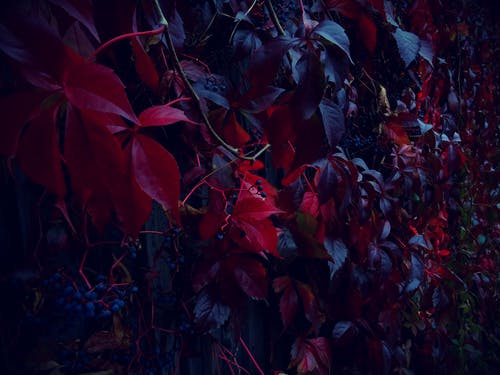 灰色的墙上的红叶的植物 · 免费素材图片