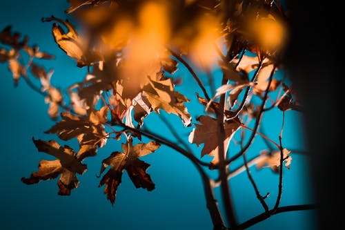 橙色枫叶的特写摄影 · 免费素材图片