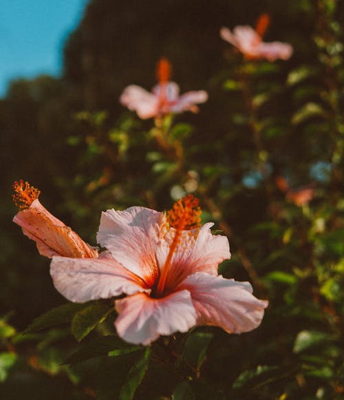 粉色芙蓉花的选择性聚焦摄影 · 免费素材图片
