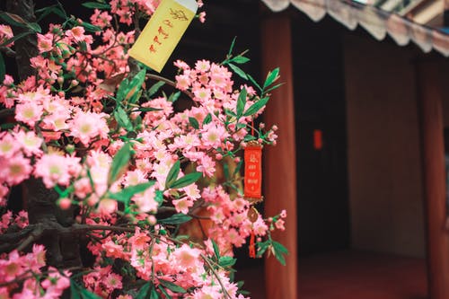寺庙旁边的粉红色花瓣花的选择性聚焦摄影 · 免费素材图片