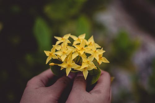 黄色的花的特写照片 · 免费素材图片