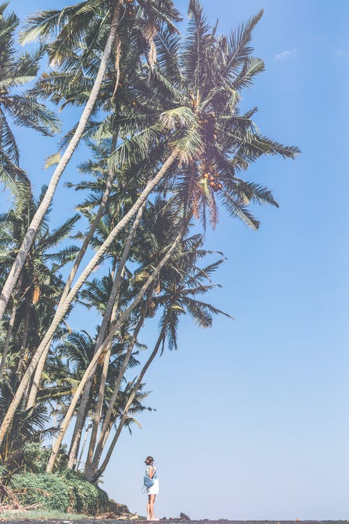 站在椰子树下的人 · 免费素材图片