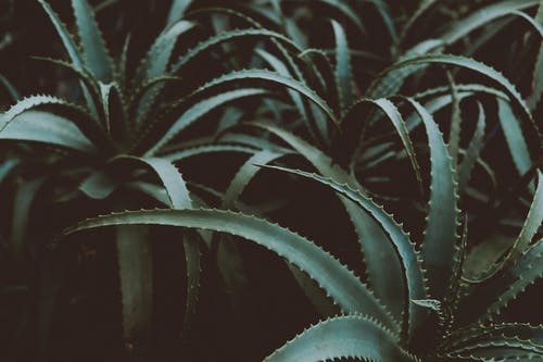 绿色芦荟植物照片 · 免费素材图片