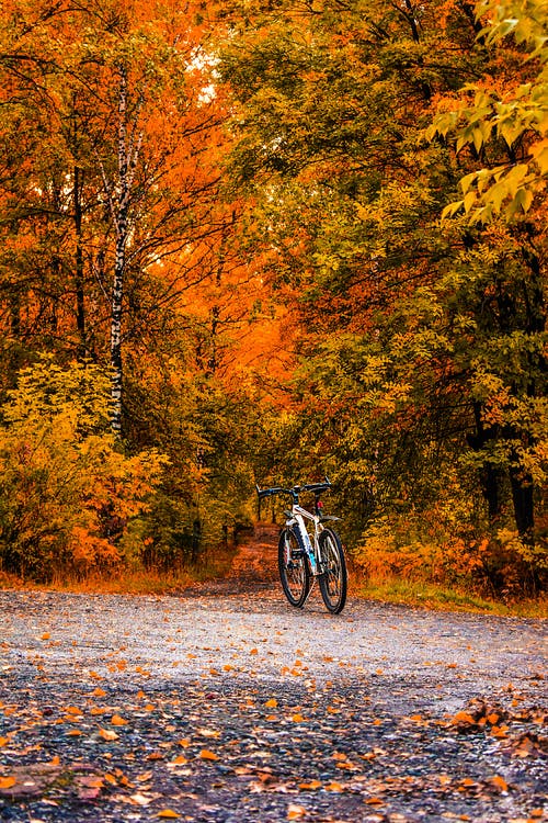 棕色和绿色的叶子的树之间的白色自行车 · 免费素材图片