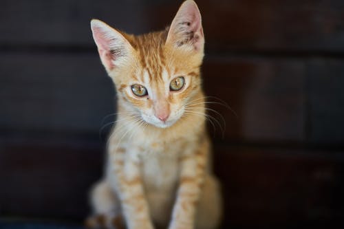 小猫的浅焦点摄影 · 免费素材图片