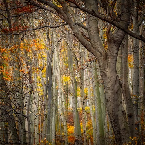 秋天的树林中的树木 · 免费素材图片
