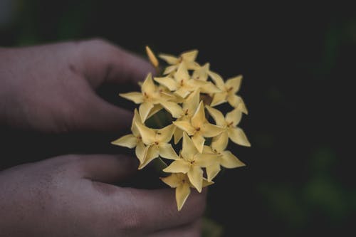 拿着黄色花的人 · 免费素材图片