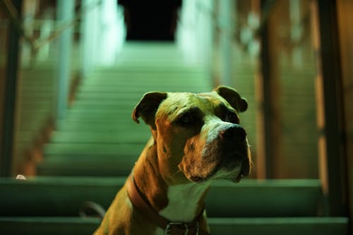 布朗比特犬的特写照片 · 免费素材图片