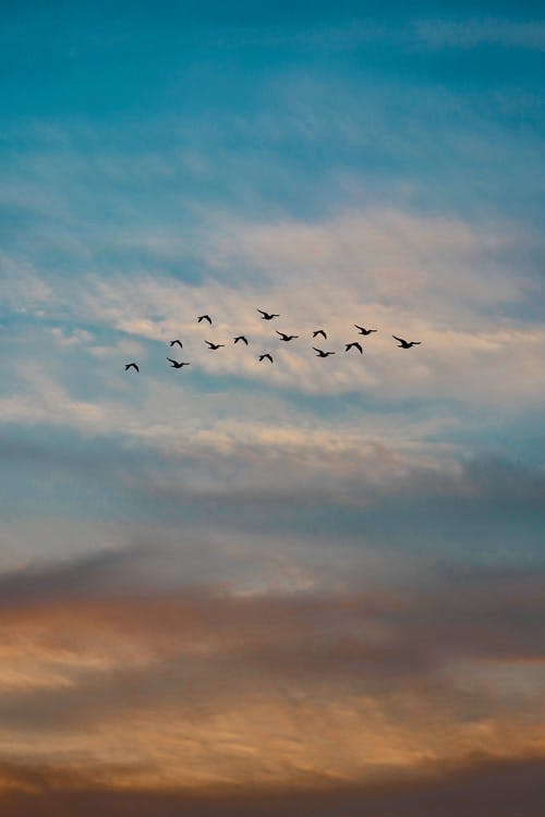 有关birds_flying, 一群鸟, 剪影的免费素材图片