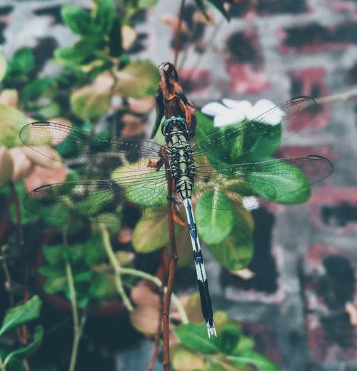 蜻蜓栖息在植物上 · 免费素材图片