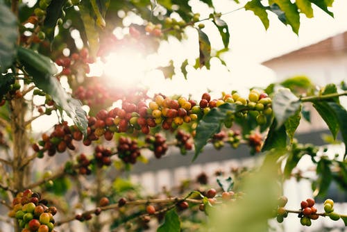 树枝上的红色和黄色咖啡浆果 · 免费素材图片