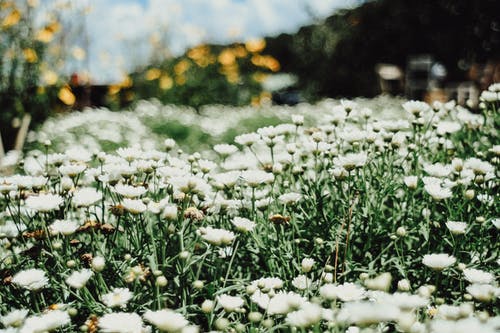 白花 · 免费素材图片