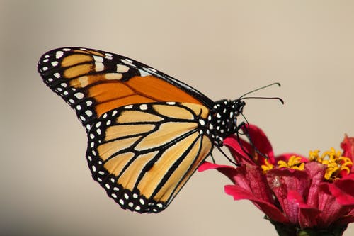 女帝王蝶栖息在红色的花瓣花 · 免费素材图片