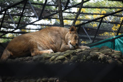 母狮躺着的照片 · 免费素材图片