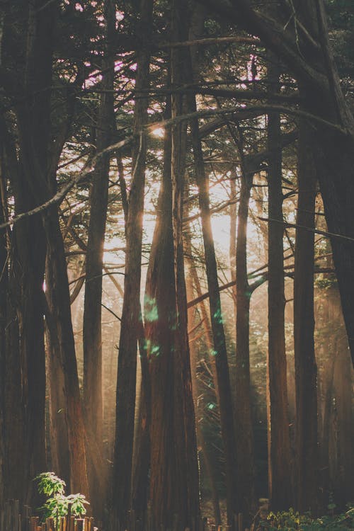 阳光透过森林树木的照片 · 免费素材图片