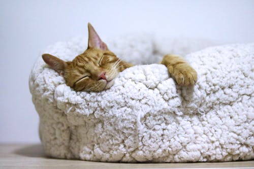 睡在白色床上的橙色猫 · 免费素材图片