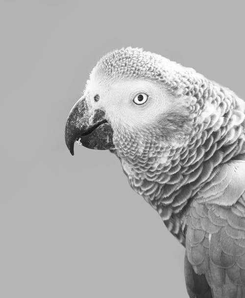 非洲灰鹦鹉的灰度摄影 · 免费素材图片
