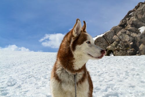 棕色和白色的狼坐在雪地上 · 免费素材图片