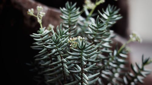 绿色的叶子的植物特写摄影 · 免费素材图片