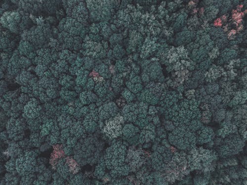 鸟瞰树 · 免费素材图片