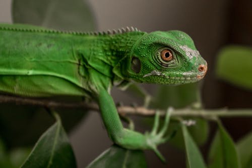 绿蜥蜴在植物上 · 免费素材图片