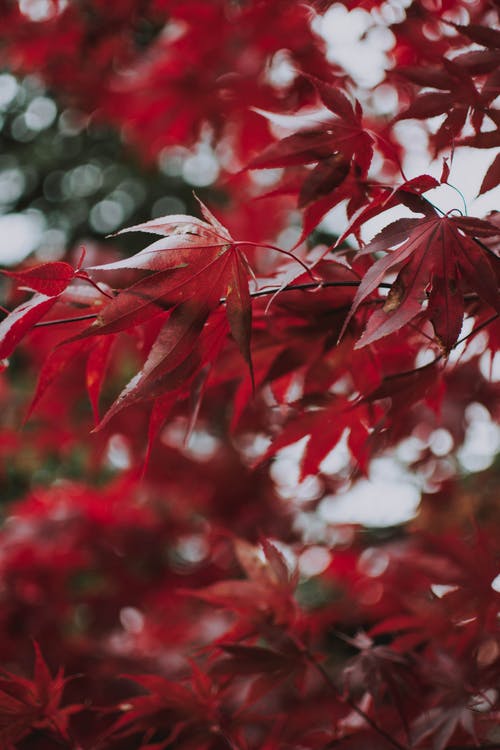 槭树与红叶 · 免费素材图片