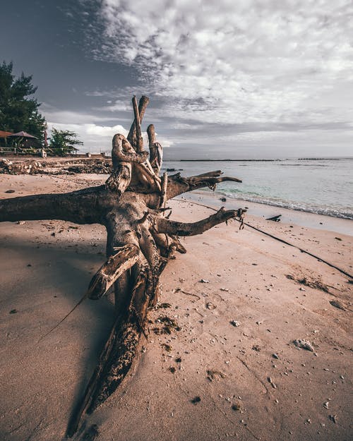 浮木在海岸线上的照片 · 免费素材图片