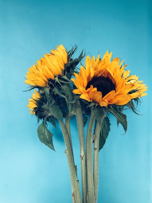 向日葵花束 · 免费素材图片