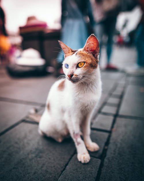 坐在灰色的混凝土路面上的白色奇眼猫 · 免费素材图片