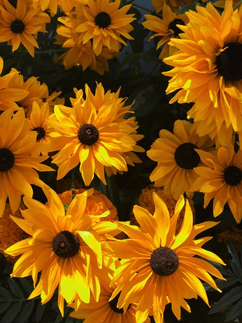黄色的花朵照片 · 免费素材图片