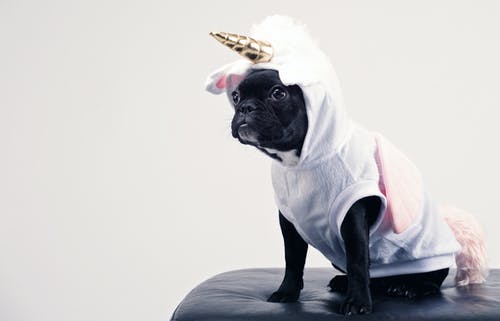 波士顿梗犬穿着独角兽宠物服装 · 免费素材图片