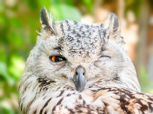 猫头鹰睁开一只眼睛的特写照片 · 免费素材图片
