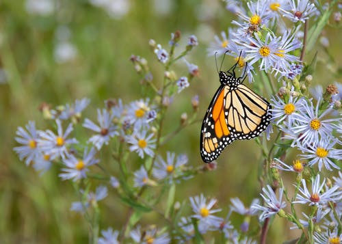 帝王蝶在花上 · 免费素材图片