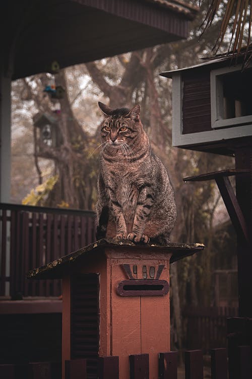 在木梁上的棕色虎斑猫 · 免费素材图片