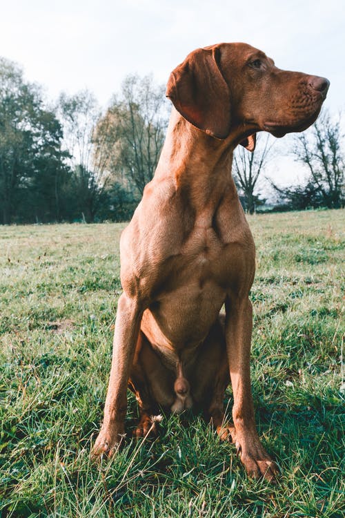 成人布朗大丹犬 · 免费素材图片