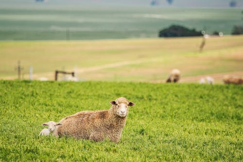 绵羊和羔羊躺在草地上 · 免费素材图片