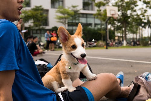 棕褐色和白色彭布罗克威尔士科基犬小狗上焦点照片 · 免费素材图片