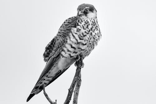 猎鹰栖息在树枝上的灰度摄影 · 免费素材图片