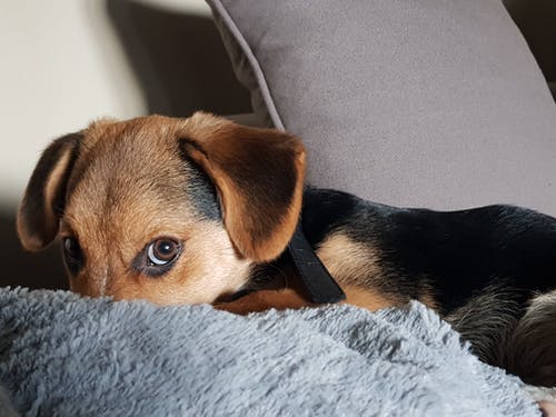 黑色和棕褐色的德国牧羊犬幼犬旁边扔枕头特写照片 · 免费素材图片