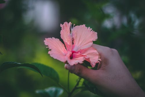 在盛开的选择性焦点摄影中持有粉红色芙蓉罗莎 Sinensis花的人 · 免费素材图片