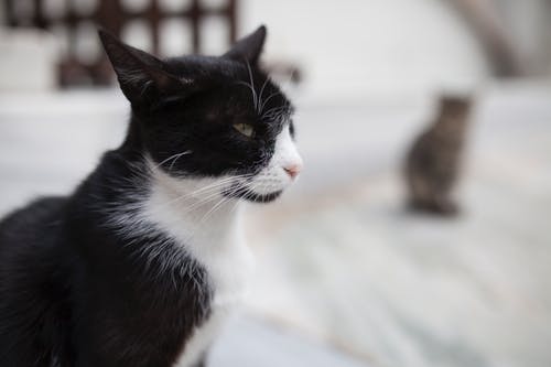 燕尾服猫的选择性聚焦摄影 · 免费素材图片