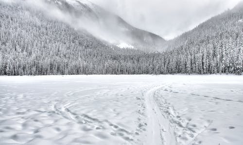 冰雪覆盖的森林领域 · 免费素材图片