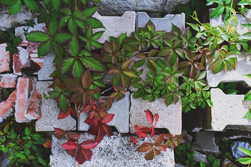 砖上的棕色和绿叶植物 · 免费素材图片