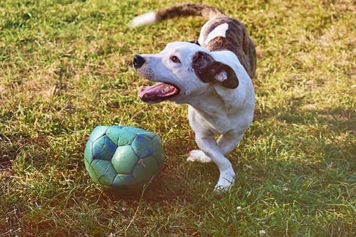 斑纹和白色的小狗在草地上玩球 · 免费素材图片