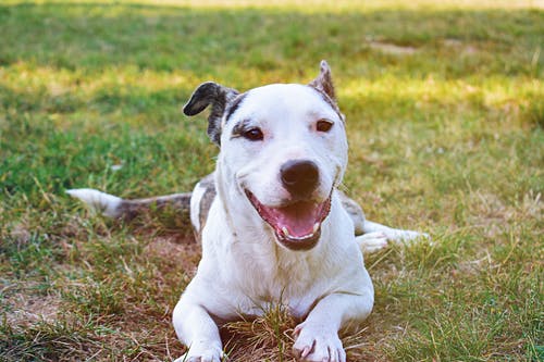 短涂白色和灰色的狗在草地上 · 免费素材图片