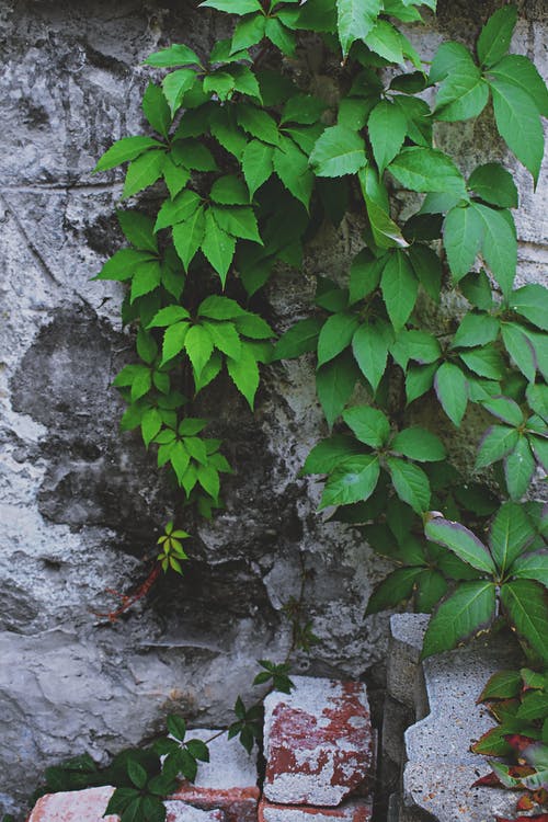 卵形叶藤蔓在灰色的墙上 · 免费素材图片