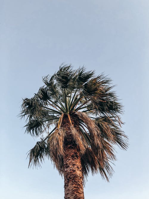 棕榈树的低角度照片 · 免费素材图片